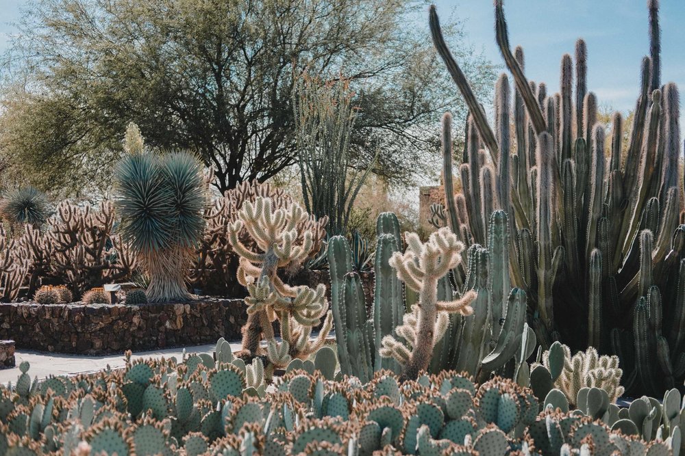 Rachel Off Duty: Botanical Garden in Scottsdale, Arizona