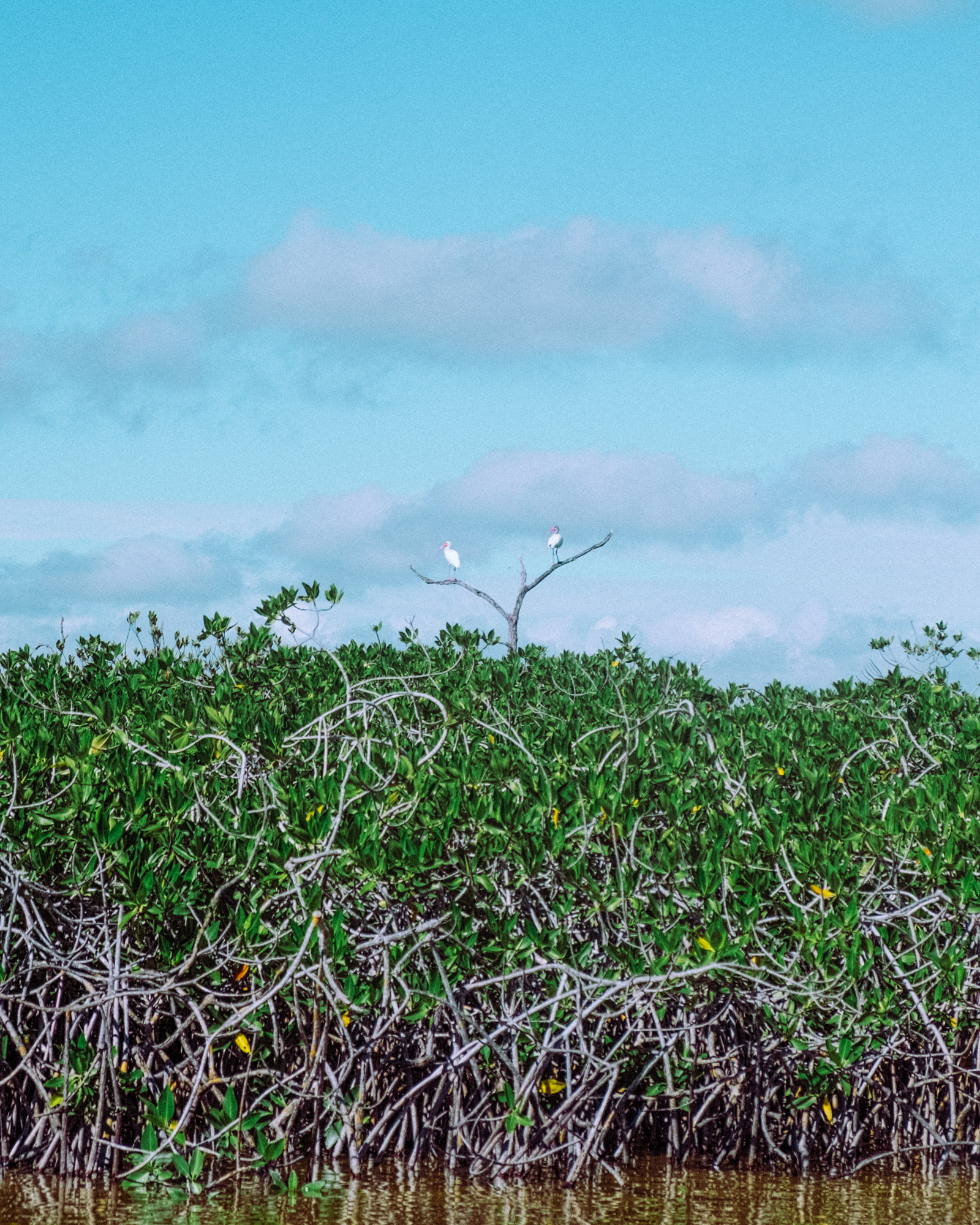 Rachel Off Duty: Birds on Mangroves in Sian Kaan, Punta Allen, Mexico
